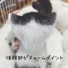 福岡：動物病院発！ちいかわ似の男の子❤️ サムネイル5