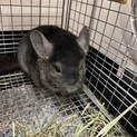 チンチラです！引越先がペットダメな為緊急募集です。