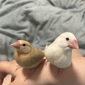 文鳥 2羽(2羽での引き取りお願いします)