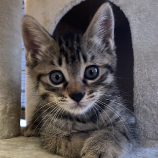 ふわふわ甘えんぼの男の子☆キーくん☆