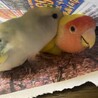 ぱりたん