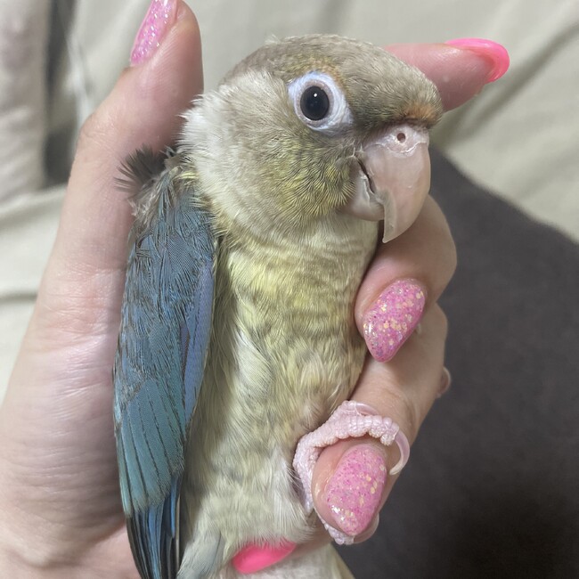 ぱりたんのカバー写真