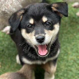 笑顔がカワイイ野犬の子犬ちゃん
