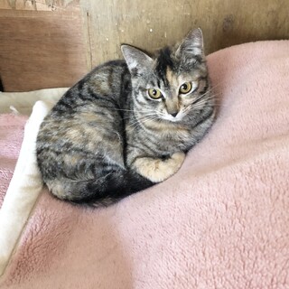 【おすすめ♪】8-2 優しい性格の小柄なキジサビ