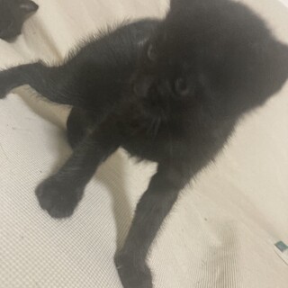 かわいい黒い子猫の飼い主募集!