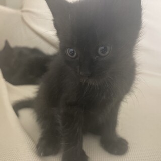 かわいい黒い子猫の飼い主募集!