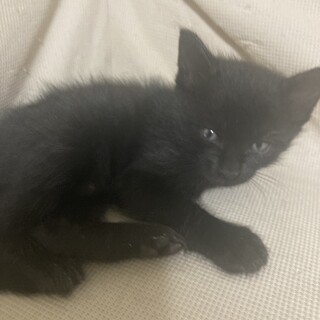 かわいい黒い子猫の飼い主募集!