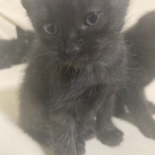 かわいい黒い子猫の飼い主募集!