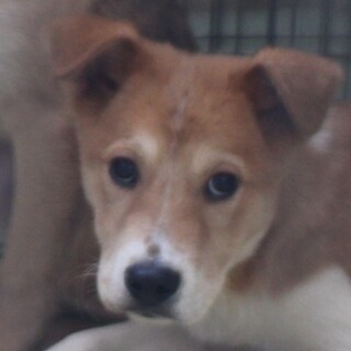 白眉がキュートな子犬のスフレくん