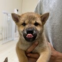 柴仔犬みどりくん