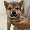 柴仔犬きいろくん