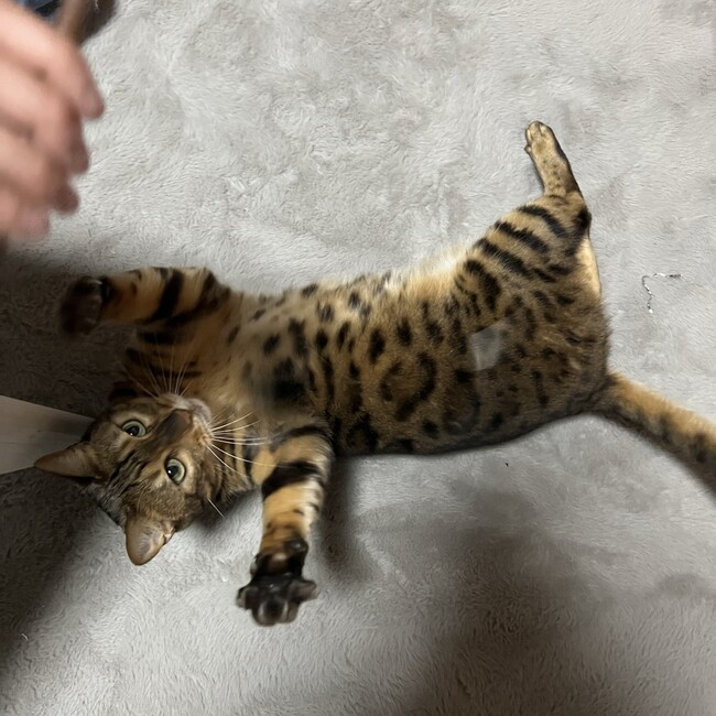 ずみまるのカバー写真