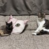 みとみとま