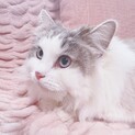 ご応募が重なりましたので、一時募集をストップします