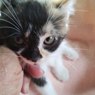 マリリン　少し長毛のアイドルニャンコ