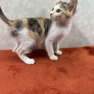 甘え上手なスリスリ猫！初めての方にお勧め❤詩音