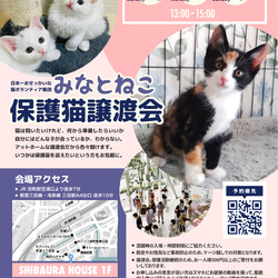 みなとねこ保護猫譲渡会＠東京芝浦（JR田町駅徒歩7分） サムネイル1