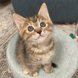 みなとねこ保護猫譲渡会＠東京芝浦（JR田町駅徒歩7分） サムネイル3