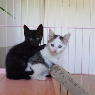 可愛い子猫達に会いに来て頂けませんか