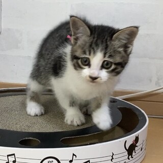 一人ぼっちで歩いているところ保護されました