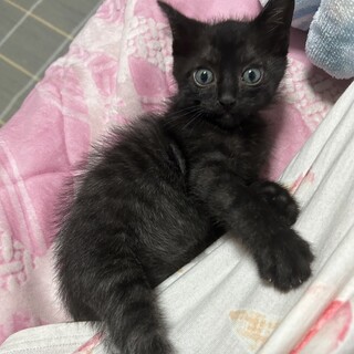 ママ猫を事故で亡くして泣いてた黒くん