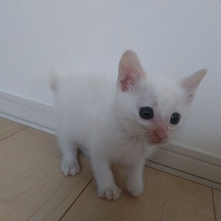 元気いっぱい、男の子