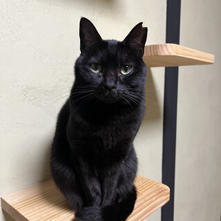 黒猫　女の子　2歳