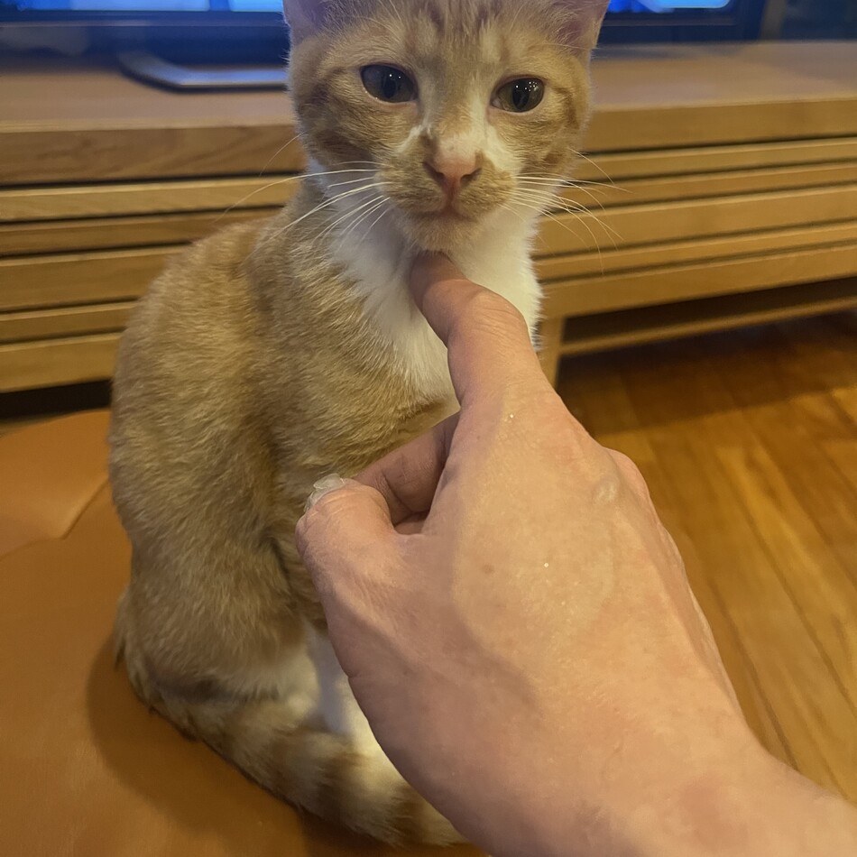 茶々丸のカバー写真