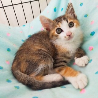 動物病院の保護猫・人馴れ抜群・きれいなミケちゃん