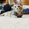 綺麗なパステルグレーのヘソ天ちゃん【大阪市】