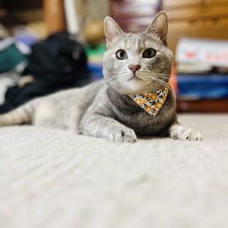 綺麗なパステルグレーのヘソ天ちゃん【大阪市】