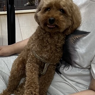 トイプードル　7歳