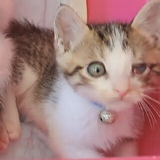 片目ハンデあり。ミルクから育てた甘えん坊☆