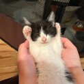 模様に「ツ」のハチワレちゃん