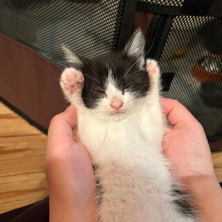 模様に「ツ」のハチワレちゃん