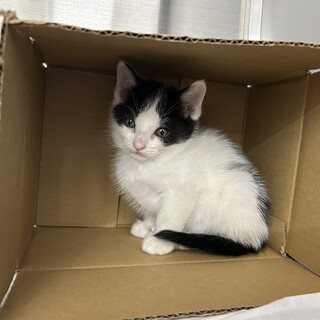 ちょっとビビりな男の子 ハマ君