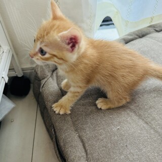 自家産んだ子猫