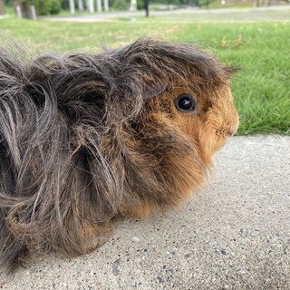 モルモット　里親募集