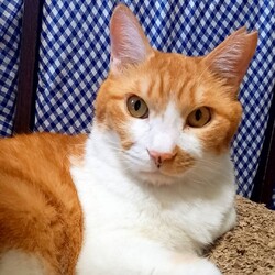 キリリッ　こまめ君