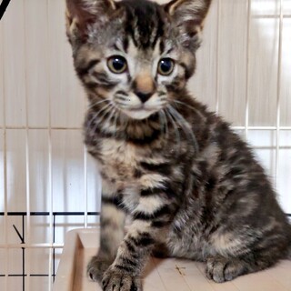 陽気な“ハーノ”君はずっとのおうちを探しています