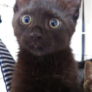 茶目っ気ある瞳のク～ノ君は里親様を探しています