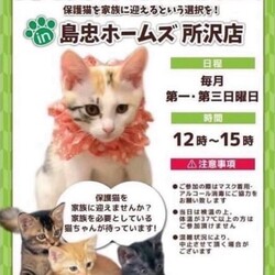 6/16（日）島忠ホームズ所沢店保護猫譲渡会