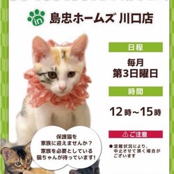 6/16（日）島忠ホームズ川口店保護猫譲渡会