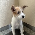 推定２ヶ月半　ダンボールで捨てられていました