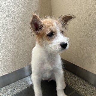 推定２ヶ月半　ダンボールで捨てられていました