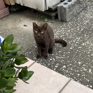 チョコレート色のねこさん