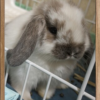 ホーランドロップイヤーの里親募集