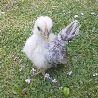 チャボひよこ約1カ月里親様募集