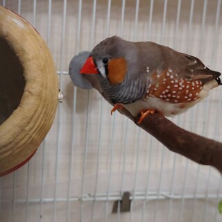 キンカチョウ オス ２月生まれ