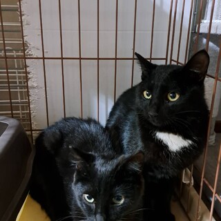 べたなれ黒猫男の子1０カ月。胸の白いエプロンが可愛